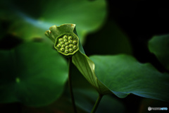 花托