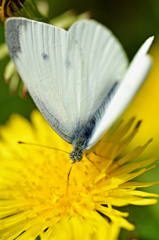 タンポポを吸う