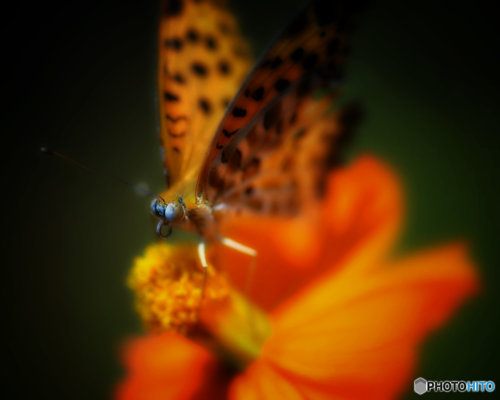 オレンジーオレンジ