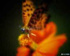 オレンジーオレンジ