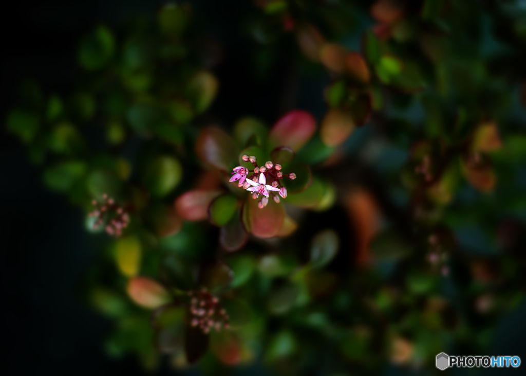 カゲツの花