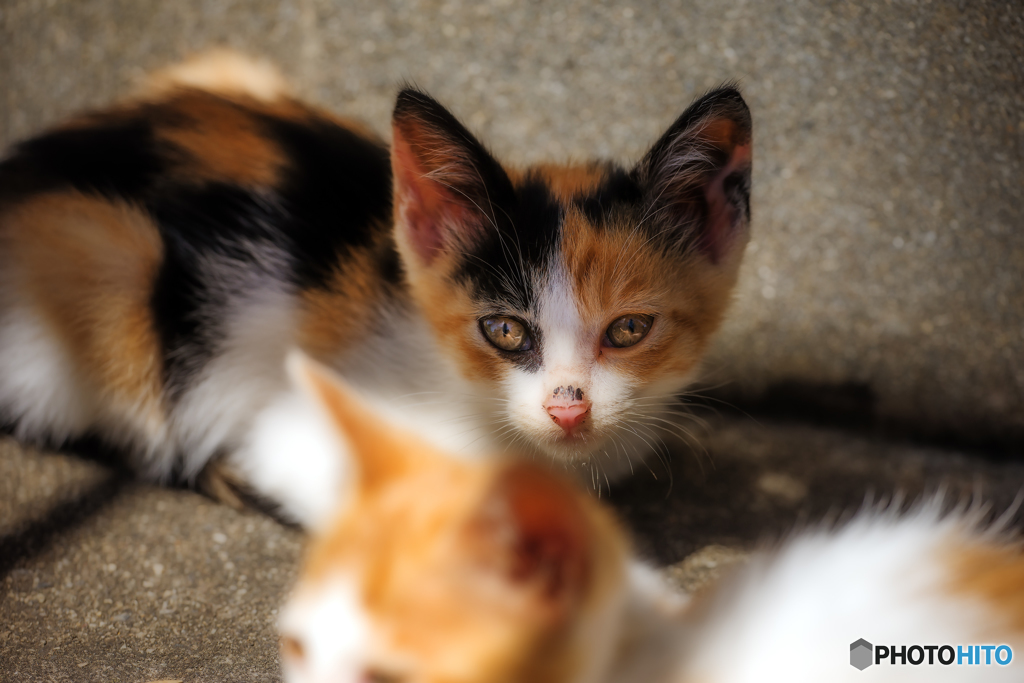 仔猫