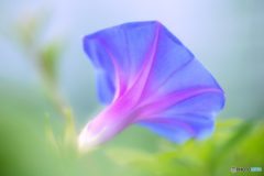 Pastel Glory