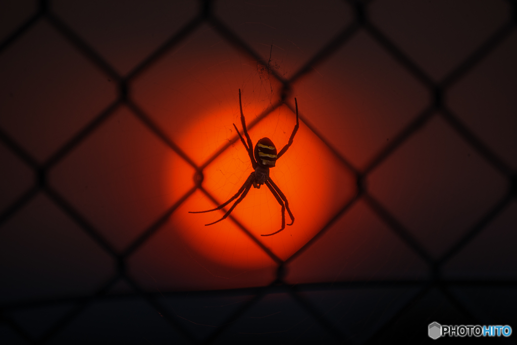 夕日スパイダー