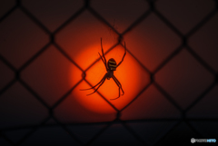 夕日スパイダー