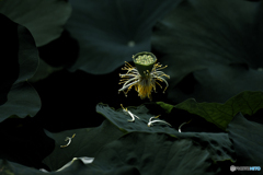 花托。
