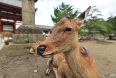 奈良