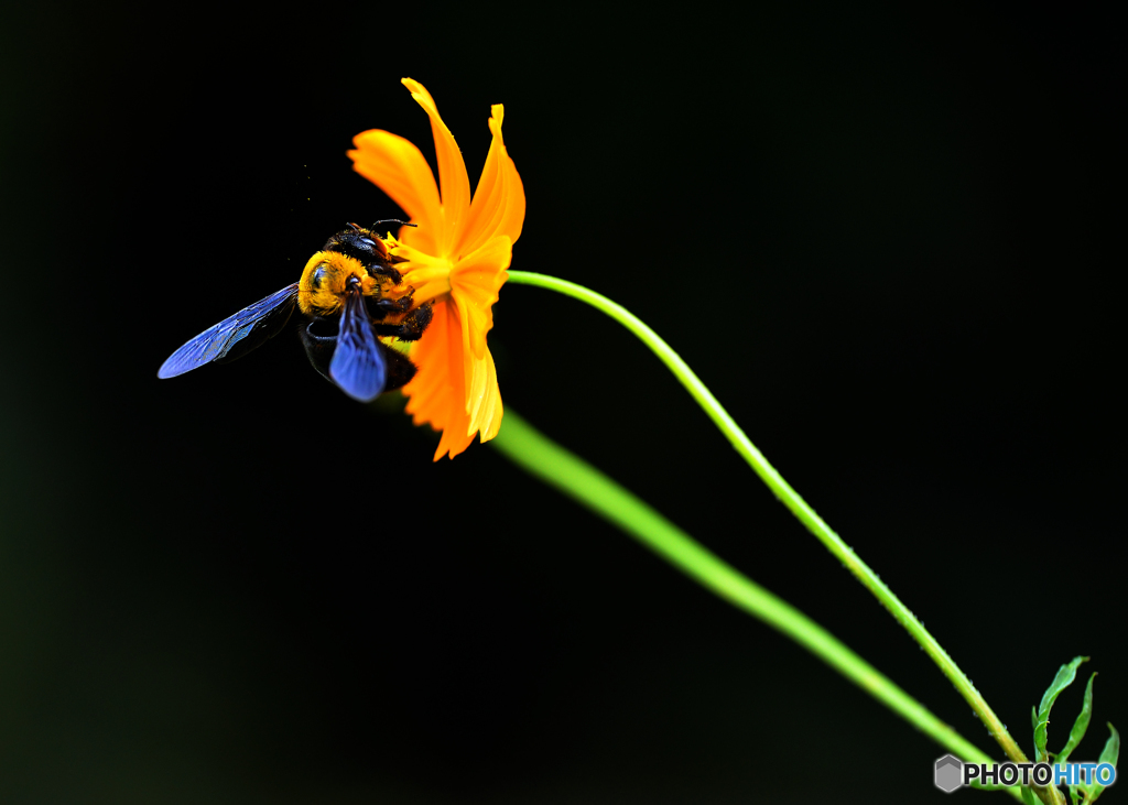 キバナコスモスⅡ