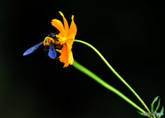 キバナコスモスⅡ