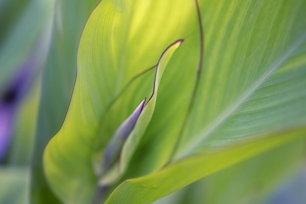 yellow green