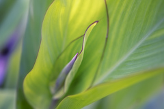 yellow green