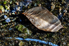 water leaf