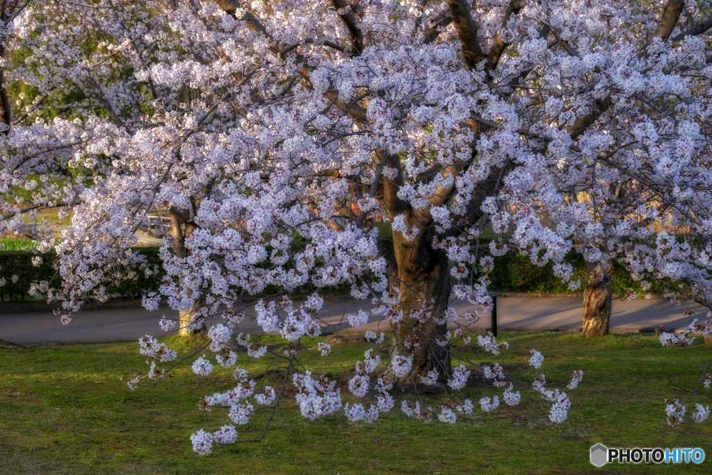 ”夕桜”