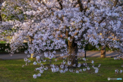 ”夕桜”