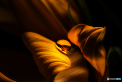 yellow dream