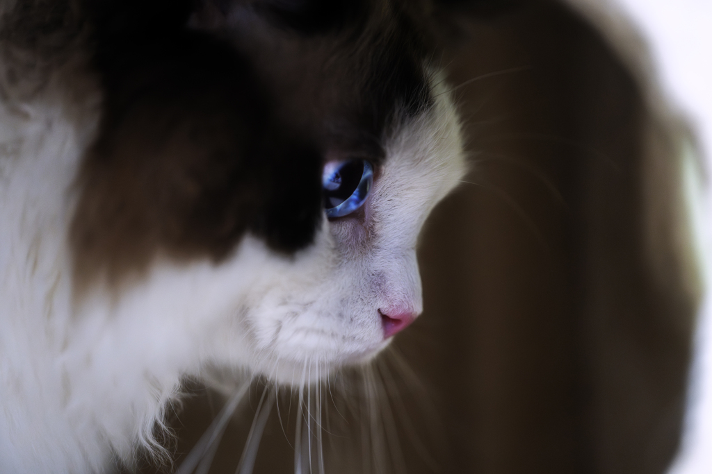 ねこAF_