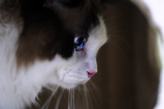 ねこAF_