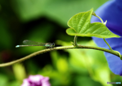 ＿イトトンボ＿