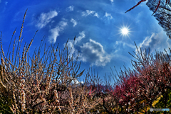 梅・空