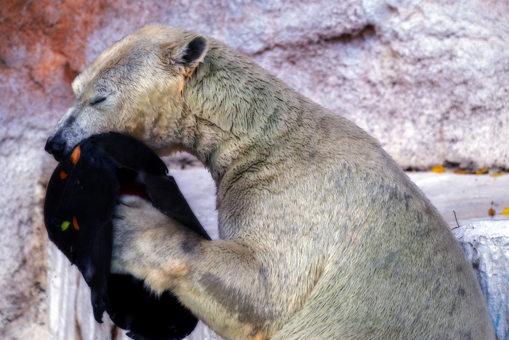 天王寺動物園a