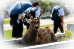 来月は角切り