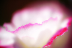  pink wave