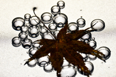 bubbleⅡ