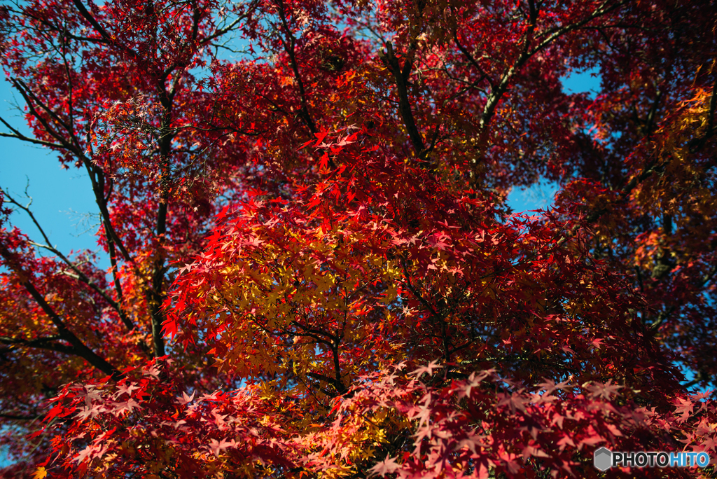 濃紅葉,,