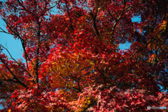 濃紅葉,,