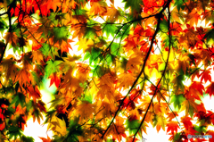 透過モミジ