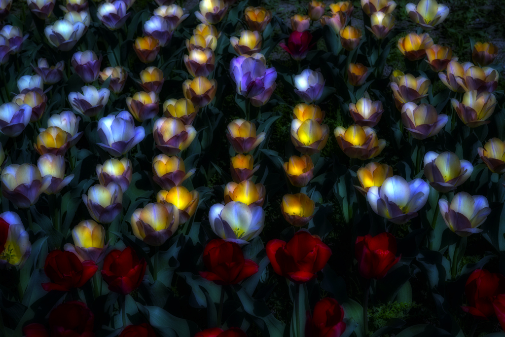 tulip light
