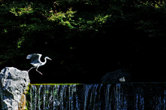 アオサギとカルガモ