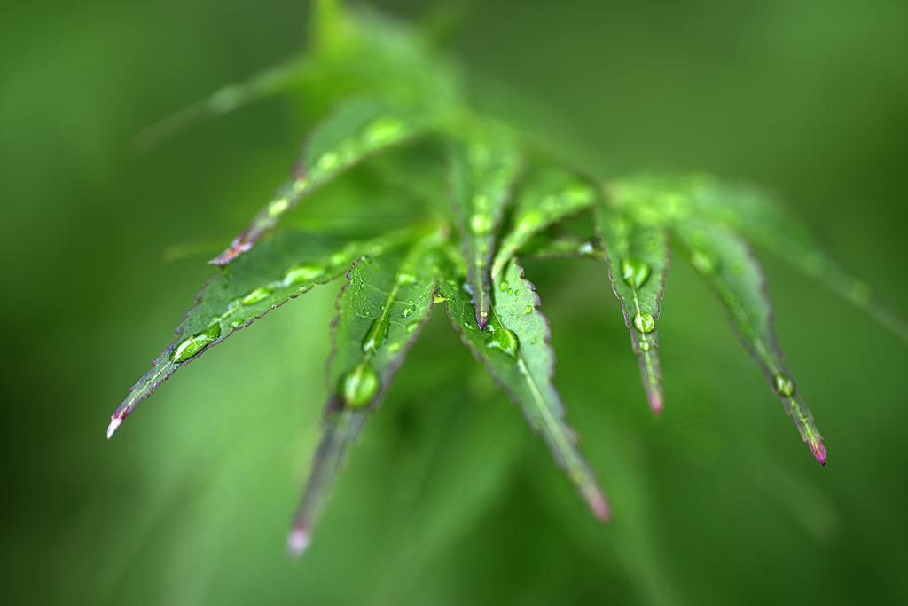 -梅雨-