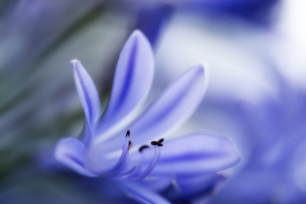 ～アガパンサス～