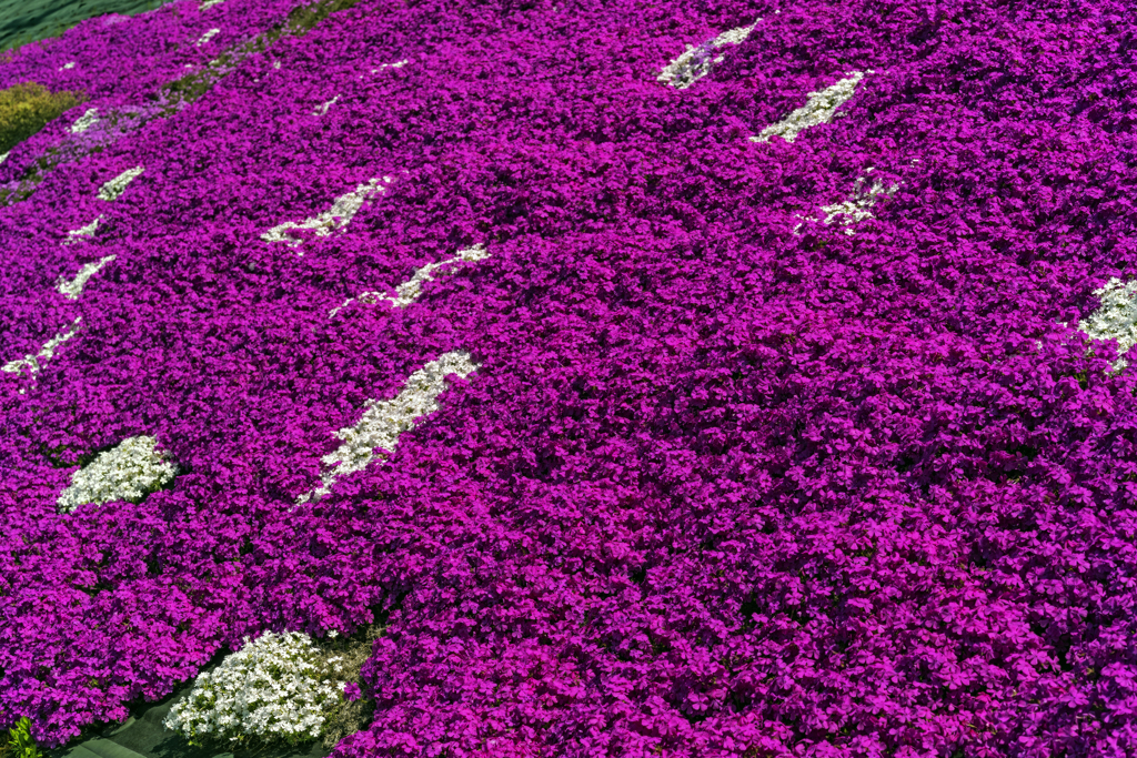 芝桜..