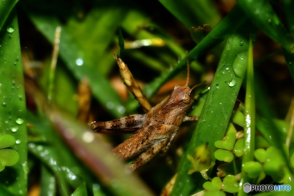 雨とバッタ