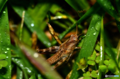 雨とバッタ