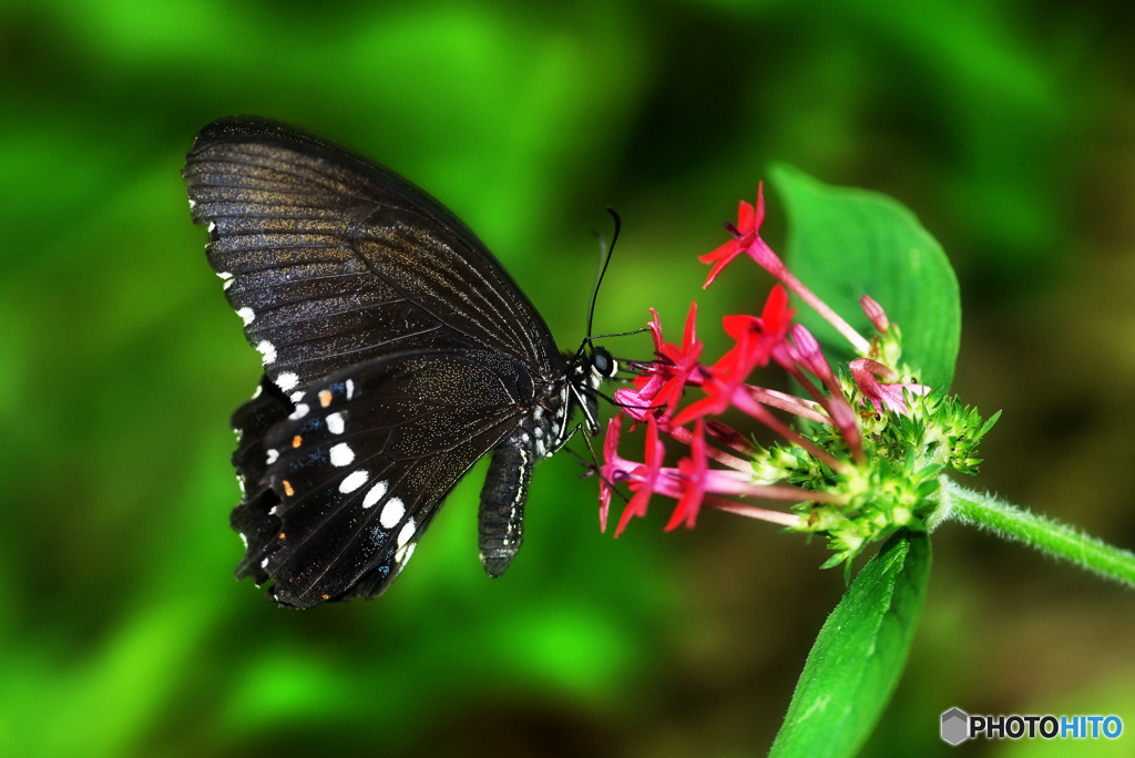 シロオビアゲハ