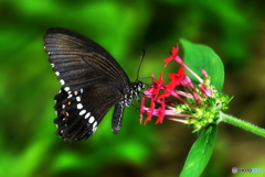 シロオビアゲハ