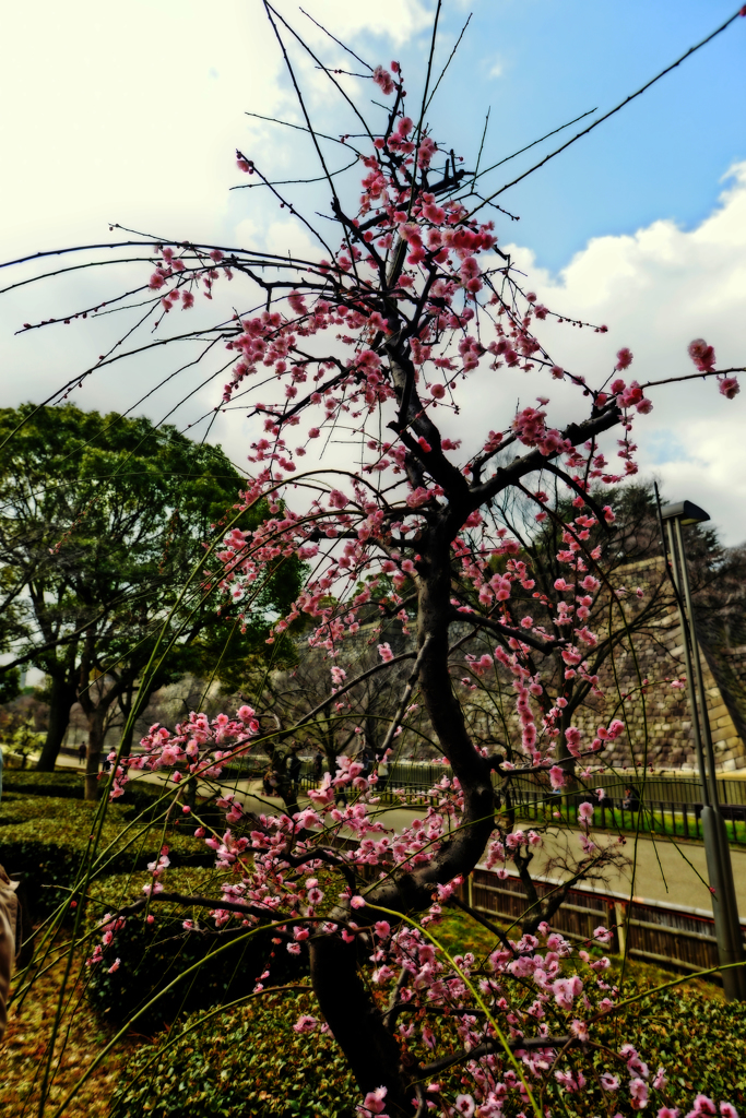 大阪城梅林