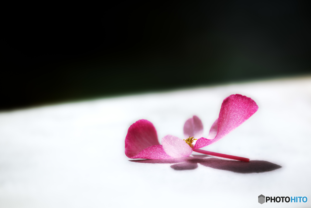 ここに花びら