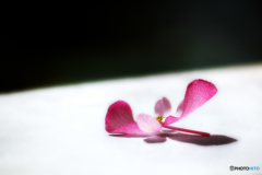 ここに花びら