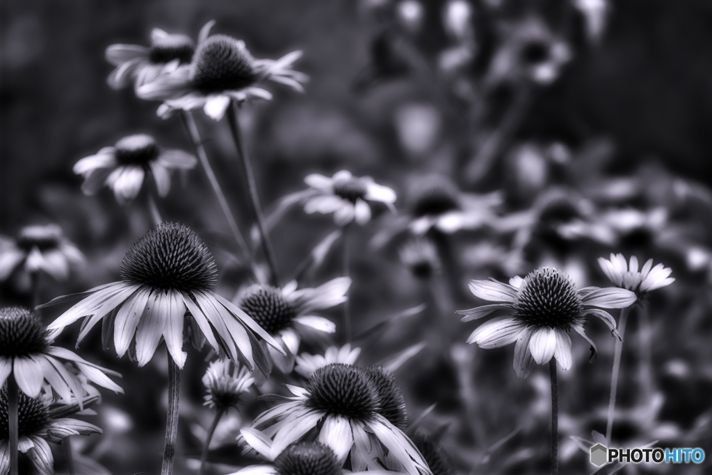 Echinacea