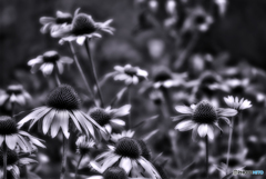 Echinacea