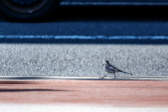 -ハクセキレイ-