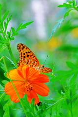 ツマグロヒョウモン