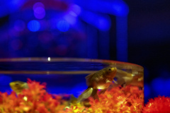 金魚