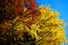 紅葉＋黄葉