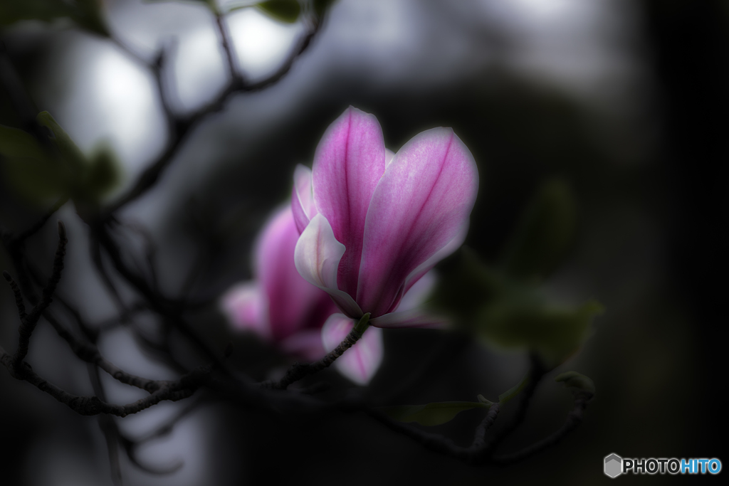 ~紫木蓮~