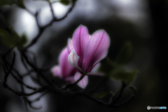 ~紫木蓮~